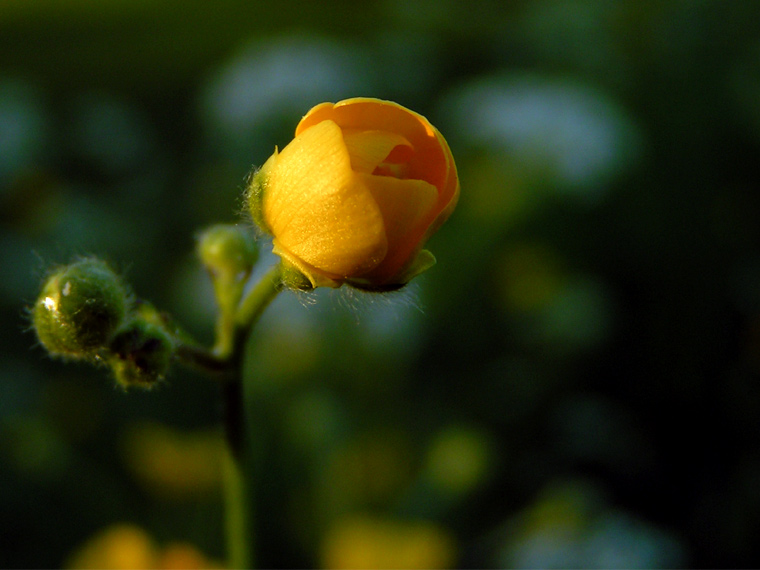 Buttercup