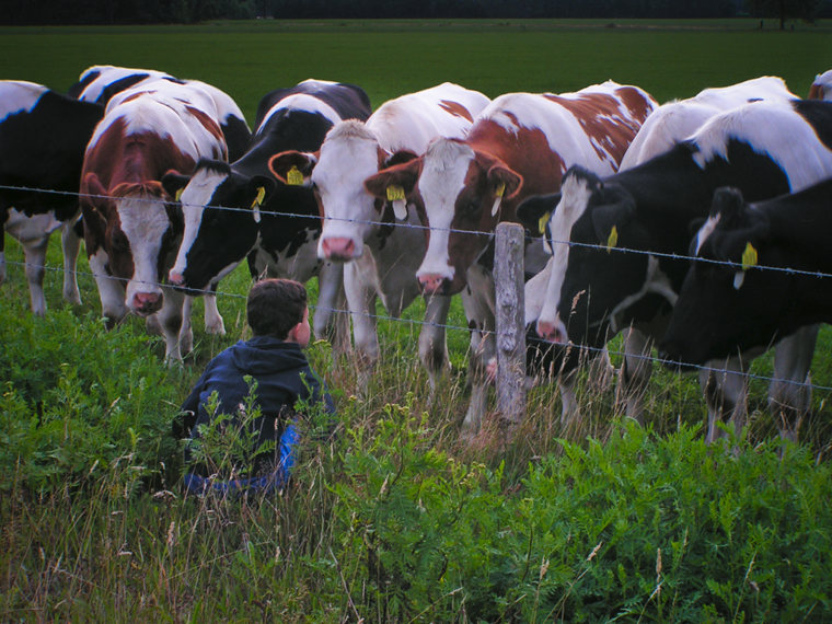 The Cow Whisperer