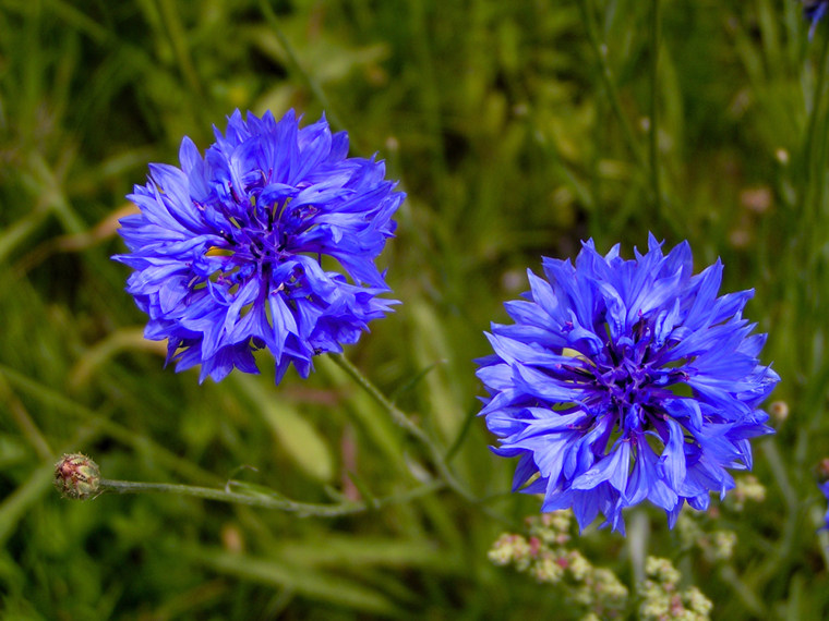 Cornflowers