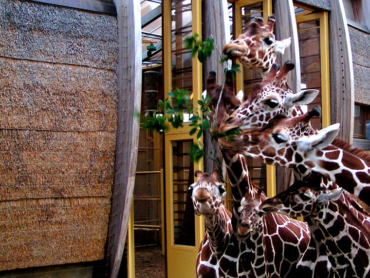 Seven giraffes, one branch