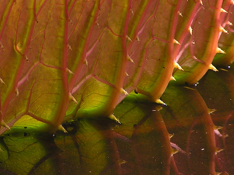 Victoria waterlily leaf & reflection