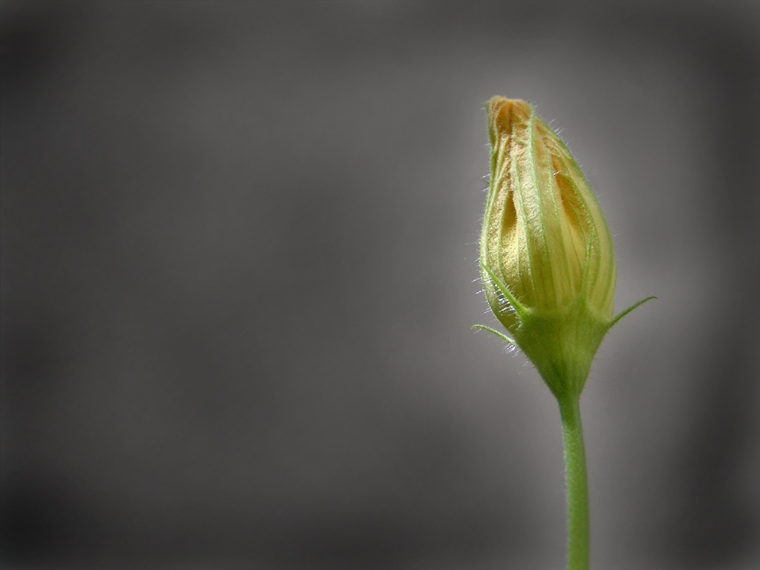 Pumpkin flower bud