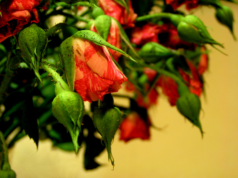 Withering roses
