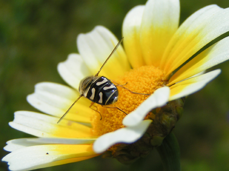 Hoverfly 