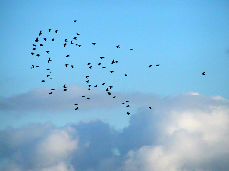 Flock of crows 