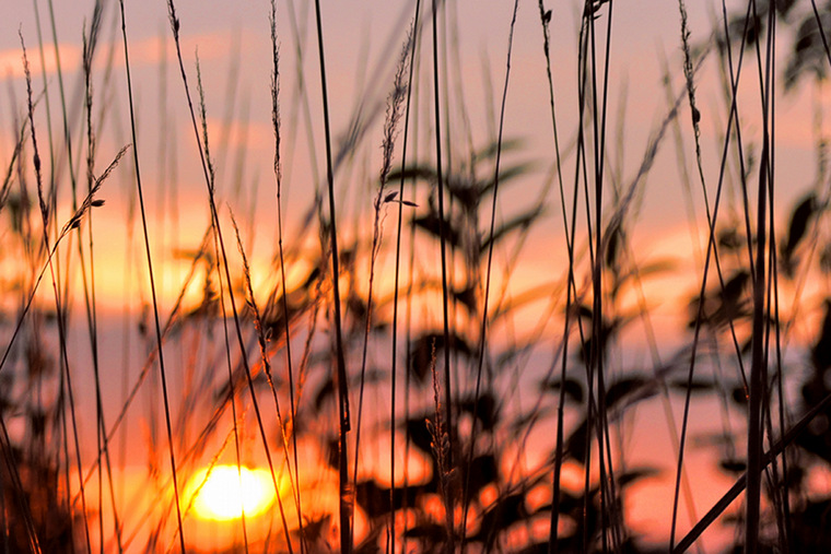 Sunset grass
