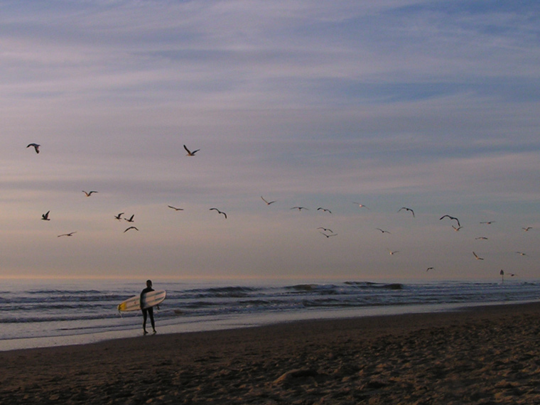 Surfer & seagulls