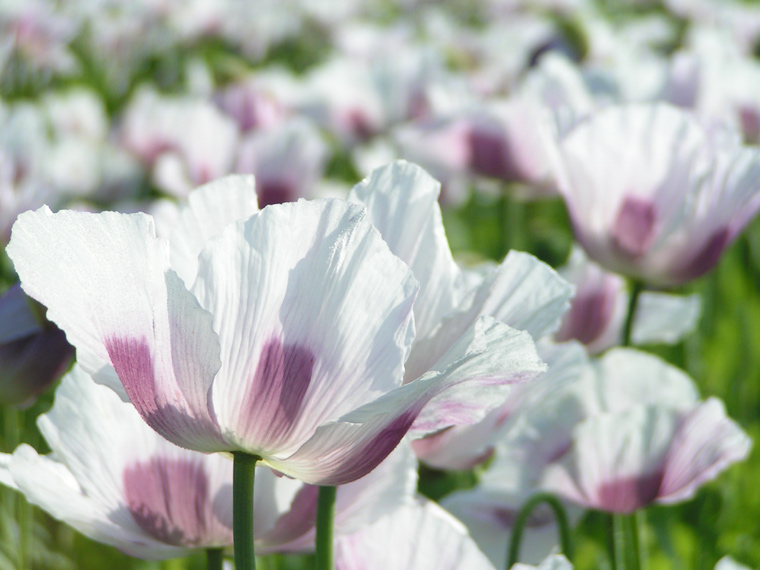 A field full of pink and white